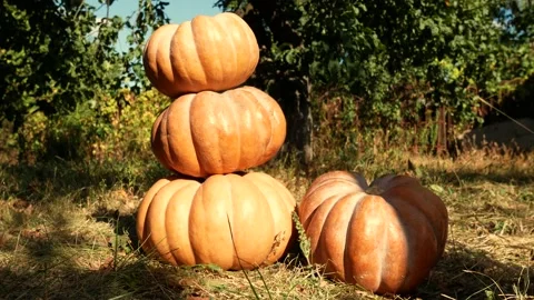 Ripe pumpkins in the garden Stock Footage 139624233