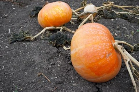 Ripe pumpkins Stock Photos