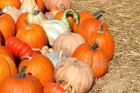Ripe Pumpkins Stock Photos