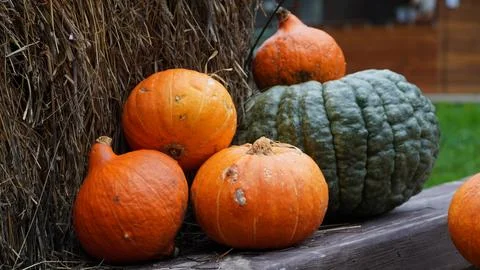 Ripe pumpkins Stock Photos