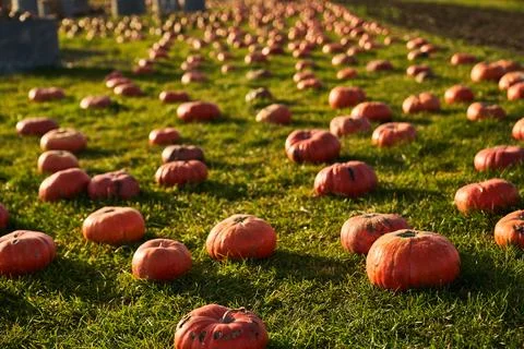 Ripe pumpkins in pumpkin patch at sunny day. Stock Photos