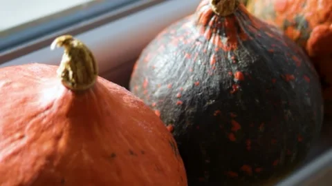 Ripe pumpkins rest in close up, showing autumn harvest produce Stock Footage 344899672