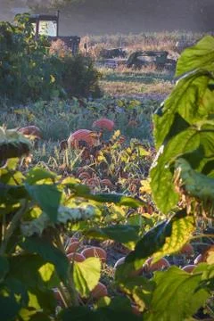 Ripe Pumpkins on the Vine Photos