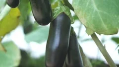 Scarlet Eggplant Stock Video Footage