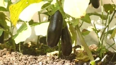 Solanum gilo, Scarlet eggplant, for sale, Stock Video
