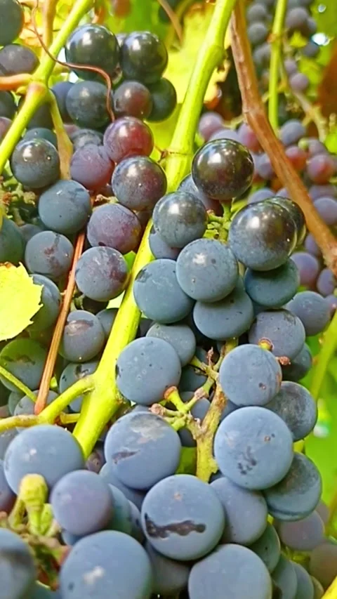 Ripe purple grapes growing on grapevine Видео 345326532