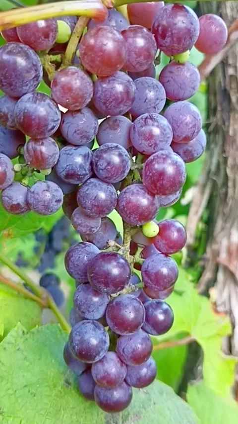 Ripe purple grapes growing on grapevine Видео 345326533