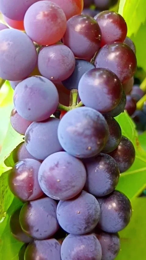 Ripe purple grapes growing on grapevine Stock Footage 345326547