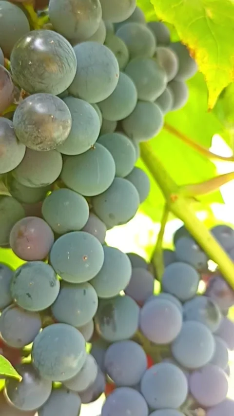 Ripe purple grapes growing on grapevine Stock Footage 345326560