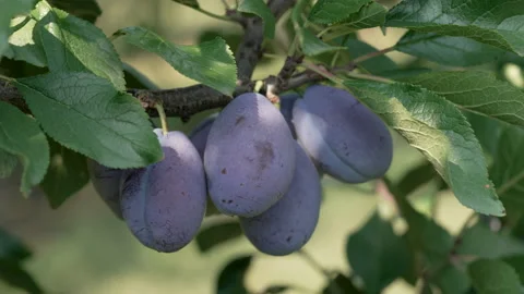 Ripe purple plums on a tree. Stock Footage 159306559