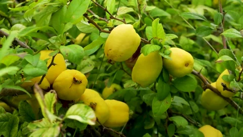 Ripe quince grows on a tree in the garden, on a sunny summer day. Stock Footage 340898403