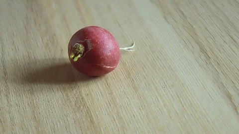 Ripe radishes Stock Footage 91962830