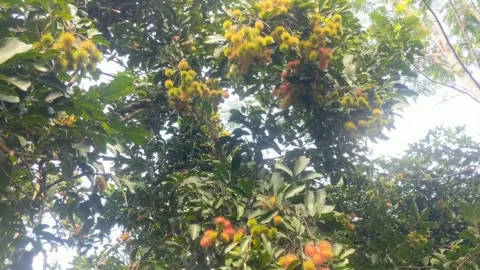 Ripe rambutan fruit still attached Stock Footage 295429056