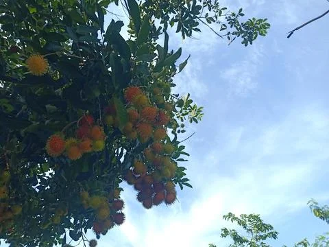 Ripe rambutan fruit on the tree Stock Photos