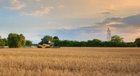Ripe rape field to be threshed. Stock Photos