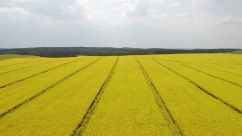 Ripe rape field in blossomness Stock Footage 132118543