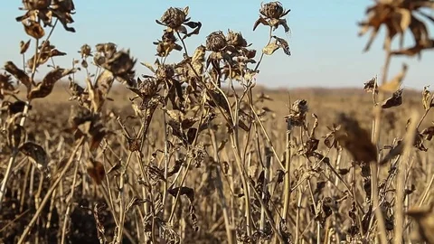 Ripe rape. Rapeseed field. Rape harvesting Stock Footage 73134641