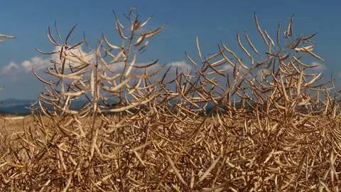 A ripe rapeseed field close up 4k 30fps video Stock-Footage 279852079