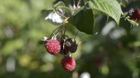 Ripe raspberries on a branch 動画素材 40341634