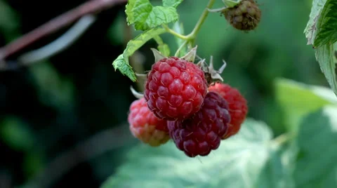 Ripe Raspberries Stock Footage 37329593