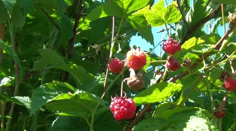 Ripe raspberries Stockbeeldmateriaal 47834344