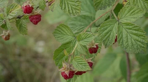 Ripe raspberries Stock Footage 52327508