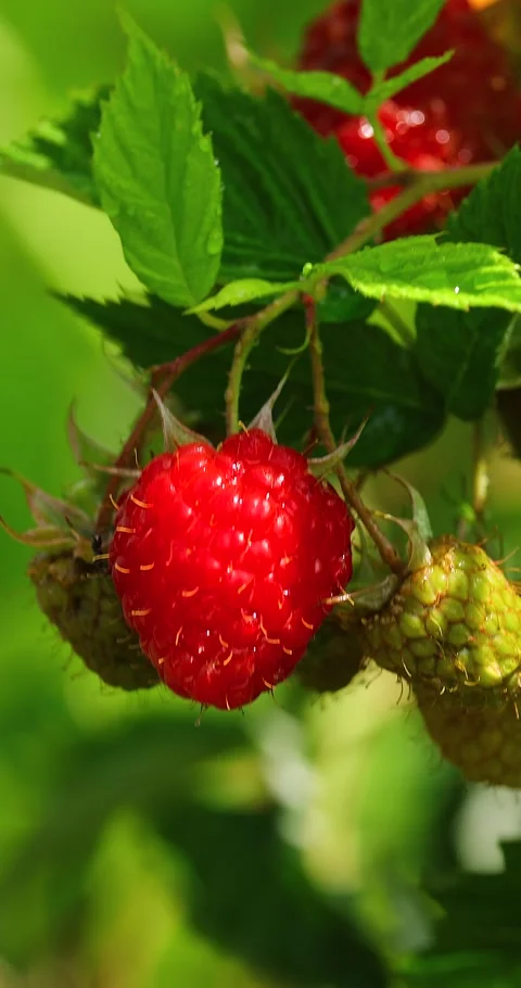 Ripe raspberries Stock Footage 293310671