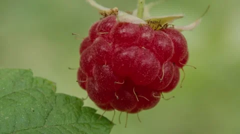 Ripe raspberries, macro 스톡 동영상 52327666