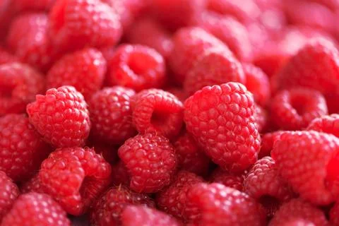Ripe raspberries macro. Selective focus. Fruit background with copy space Stock Photos