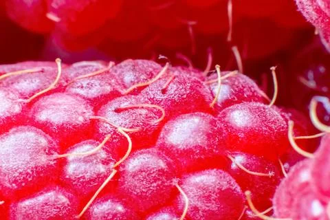 Ripe raspberries macro shot. Fruit background.Selective focus Stock-Fotos