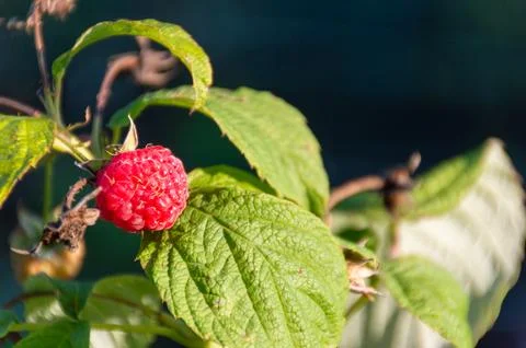 Ripe raspberries that will go for processing Stock Photos