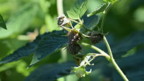 Ripe raspberry berries in the wind on a sunny day Stock Footage 111287625