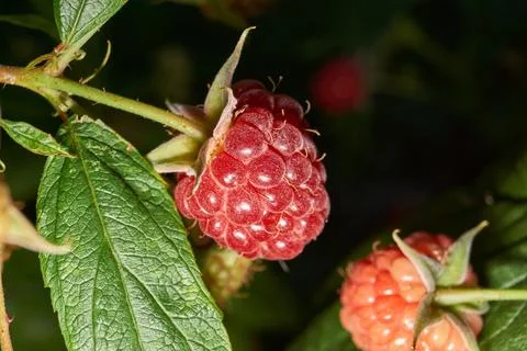 Ripe raspberry berry close-up. Fresh raspberries on a bush in the garden. Stock Photos