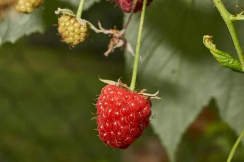 Ripe raspberry berry close-up. Fresh raspberries on a bush in the garden. Stock Photos