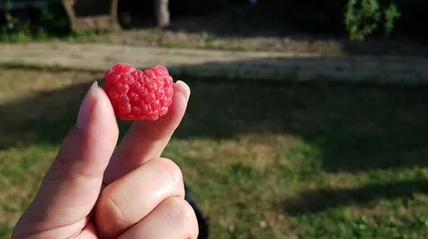 Ripe raspberry berry in hand on a background of green grass in summer Stock Photos