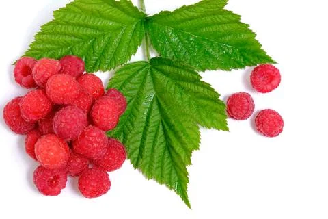 Ripe raspberry berry on a white background with a green leaf. Stock Photos
