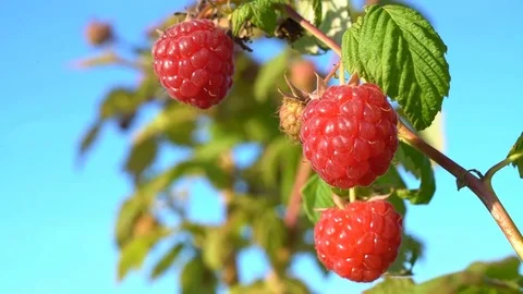 Ripe raspberry on a branch against the blue sky Stock Footage 77714669