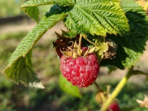 Ripe raspberry on the branch of the bush Photos