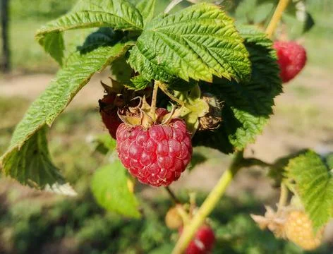 Ripe raspberry on the branch of the bush Fotos Stock