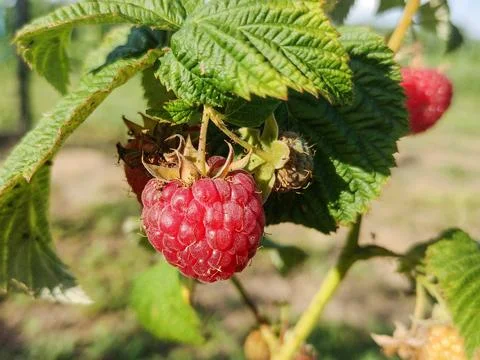 Ripe raspberry on the branch of the bush Fotos de archivo