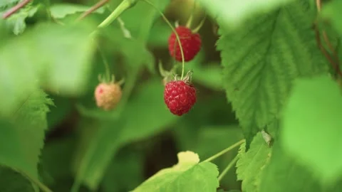 Ripe raspberry on a branch in windy sunny summer day, 4K close up copy space Video stock 156859053
