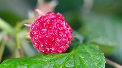Ripe raspberry on bush with closeup. Stock Footage 306335324