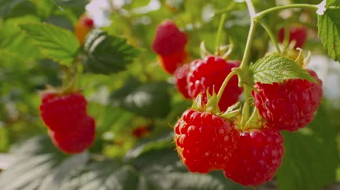 Ripe raspberry bush Stock Footage 52458924