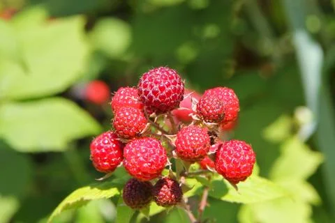 Ripe raspberry bush. Stock Photos