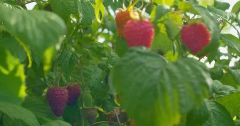 Ripe raspberry bush, sunny summer day, close-up Stock Footage 77618360