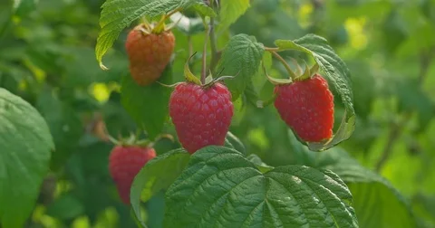 Ripe raspberry bush, sunny summer day, close-up Stock Footage 77618543