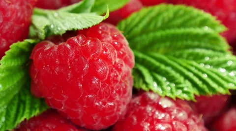 Ripe raspberry close up on the move Stock Footage 51646988