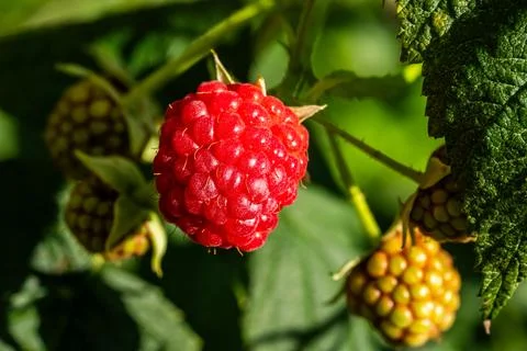 Ripe raspberry deliciously shining in the sun on a green bush Stock-Fotos