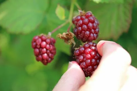 Ripe raspberry fruit being picked by hand in close up Stock Photos