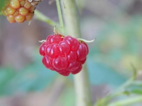 Ripe raspberry fruit on the branch Stock Photos